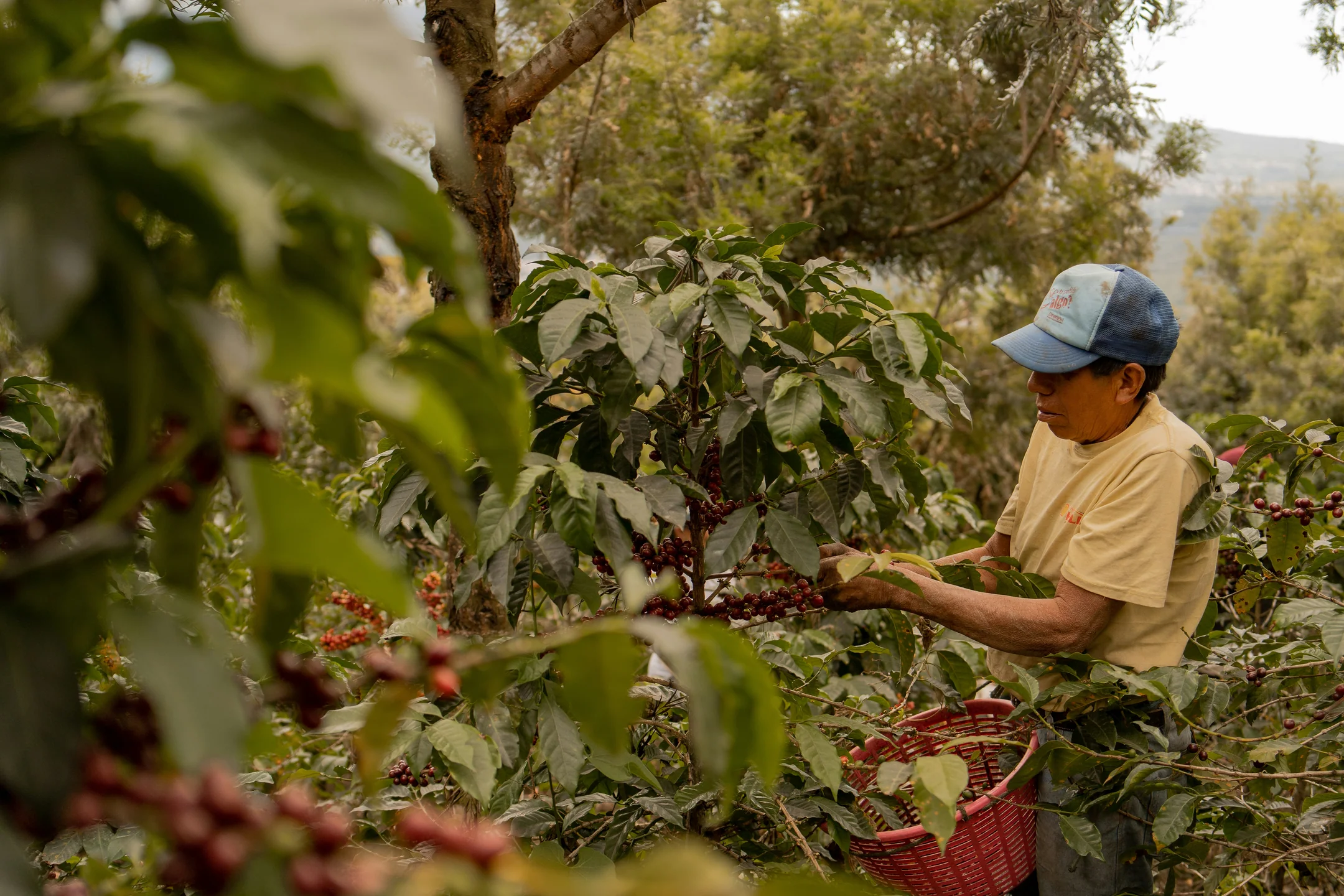 A coffee farmer picking ripe red cherries by hand on a shaded hillside farm